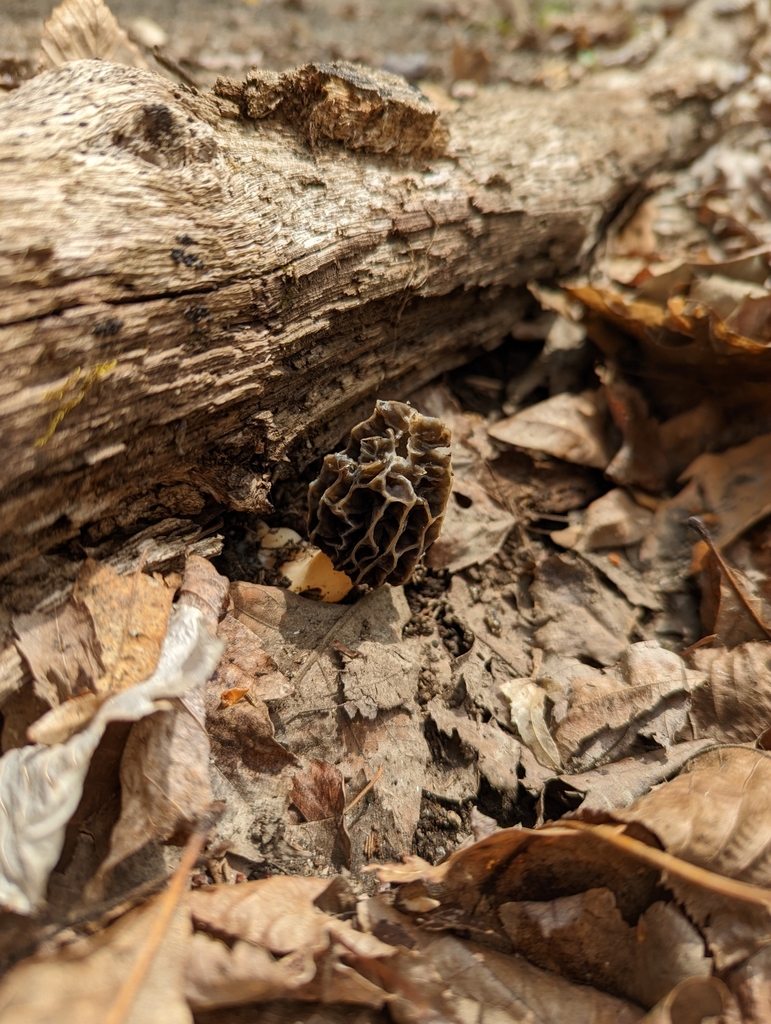 true morels from Great Swamp National Wildlife Refuge Wilderness Area
