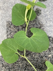 Aristolochia pallida