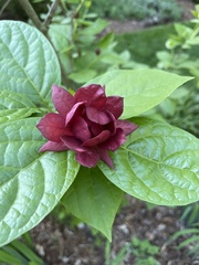 Calycanthus