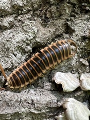 Arthrophaga myriapodina