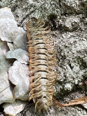 Arthrophaga myriapodina