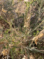 Astragalus trichopodus