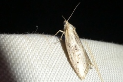 Doloploca punctulana