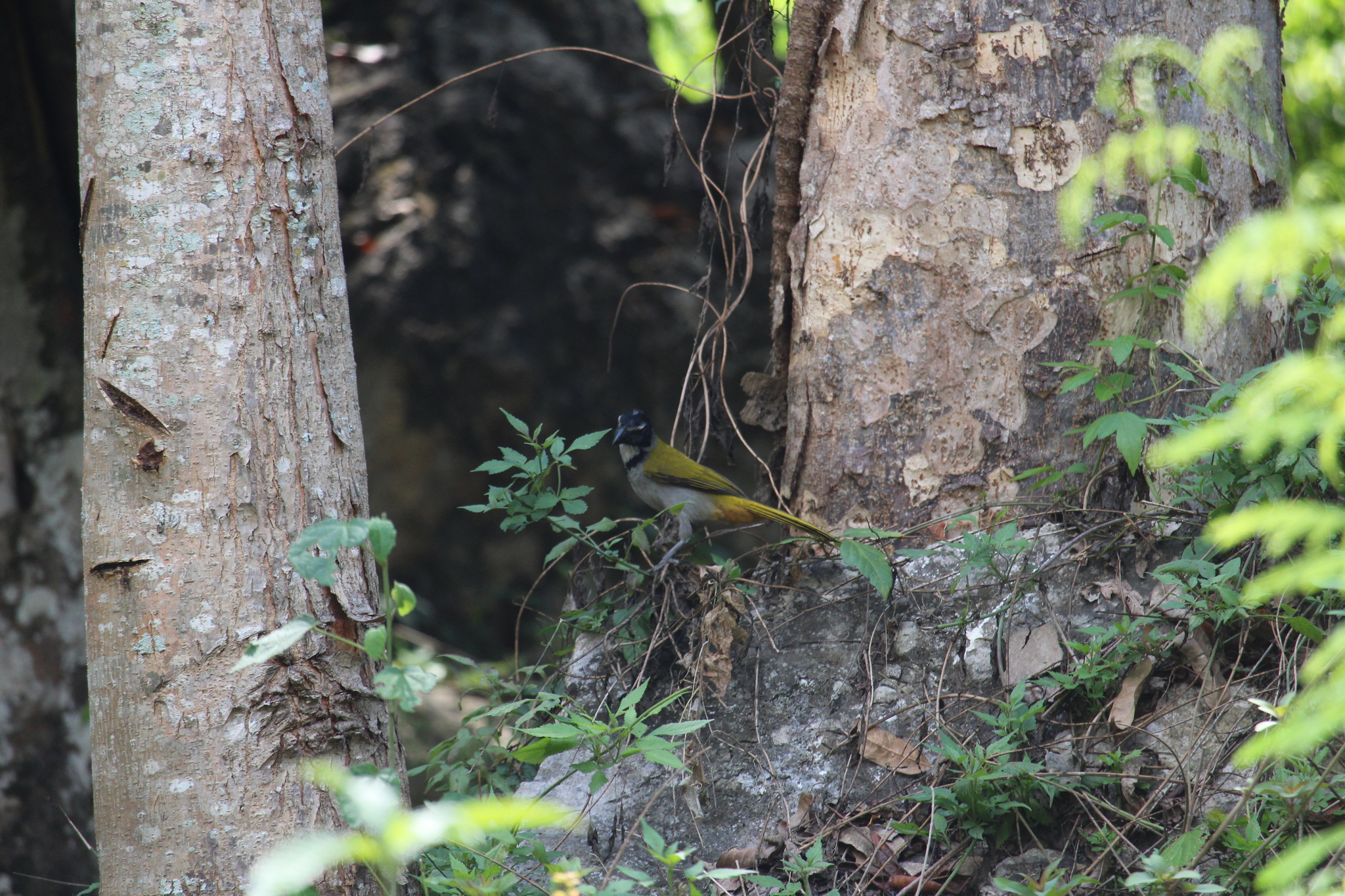 Black-headed Saltator illustration