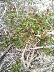 Laurembergia repens