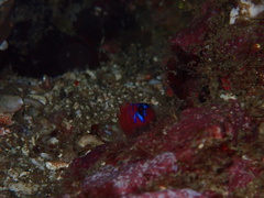 Lythrypnus dalli