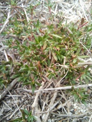 Laurembergia repens