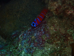 Lythrypnus dalli
