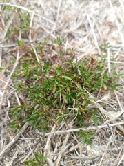 Laurembergia repens