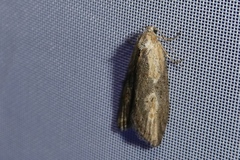 Doloploca punctulana