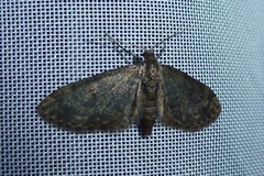 Eupithecia indigata