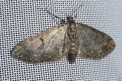 Eupithecia indigata