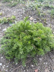 Tripleurospermum inodorum