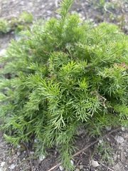 Tripleurospermum inodorum