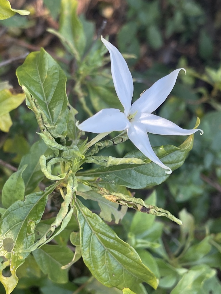 Leptactina delagoensis