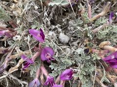 Astragalus purshii
