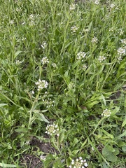 Capsella bursa-pastoris