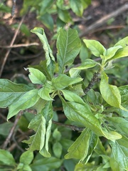 Leptactina delagoensis