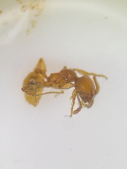 Pheidole pelor