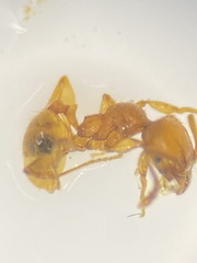 Pheidole pelor