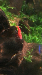 Neocaridina davidi