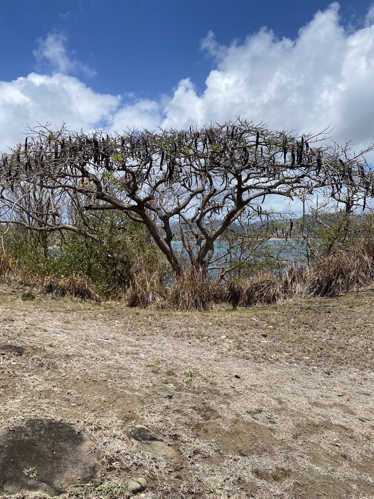 Flamboyant from Gros Islet, LC on May 3, 2022 at 1218 PM by AndyKazie