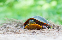 Chrysemys dorsalis