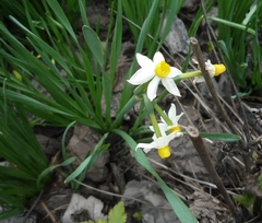 Narcissus tazetta tazetta