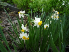 Narcissus tazetta tazetta