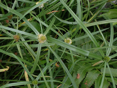 Cyperus aromaticus