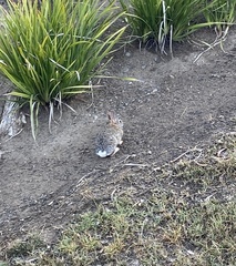 Sylvilagus audubonii