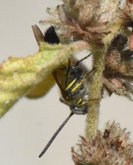 Dielis trifasciata