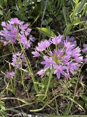 Allium unifolium