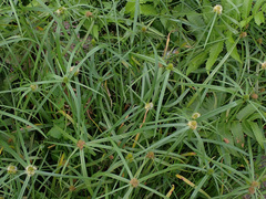 Cyperus aromaticus