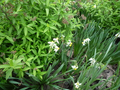Narcissus tazetta tazetta