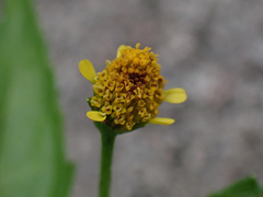 Acmella uliginosa
