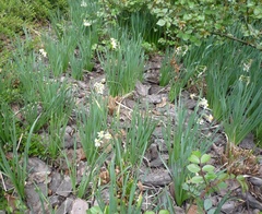 Narcissus tazetta tazetta