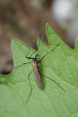 Tricyphona