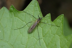 Tricyphona