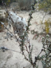 Eriocephalus racemosus