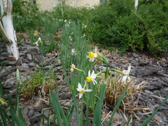 Narcissus tazetta tazetta