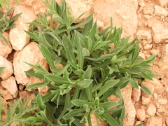 Dimorphotheca jucunda