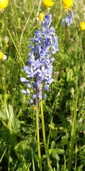 Scilla litardierei