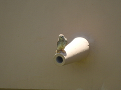 Falco tinnunculus neglectus