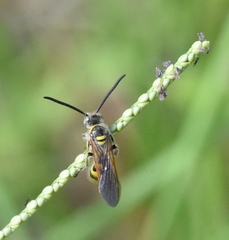 Dielis trifasciata