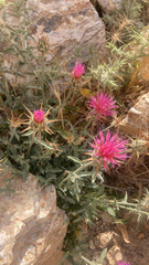 Centaurea eryngioides