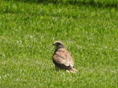 Falco tinnunculus neglectus