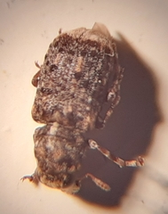 Dissoleucas niveirostris