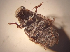 Dissoleucas niveirostris