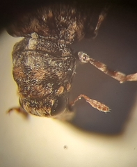 Dissoleucas niveirostris
